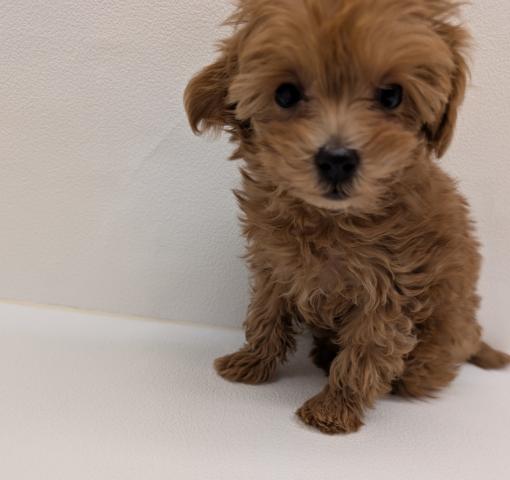 犬ハーフ(マルチーズ×トイプードル)