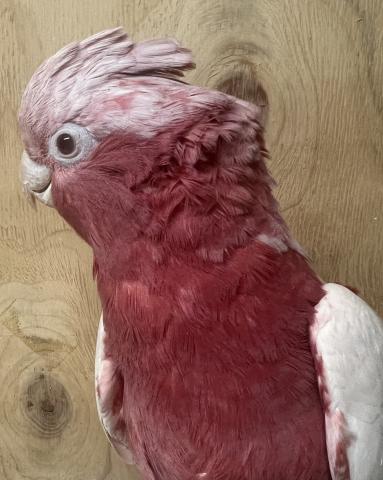 モモイロインコ／ルチノー 手乗り