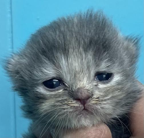 サイベリアンブルーパッチドタビーの可愛い子💕 【国内トップクラスの系統のサイベリアン】超お得プライスの子ですからお早めに見に来てくださいね💕🌸春の大商談会開催中につき値段交渉大歓迎🌸