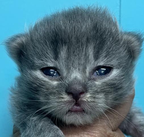 サイベリアンブルータビーの可愛い子💕 【国内トップクラスの系統のサイベリアン】超お得プライスの子ですからお早めに見に来てくださいね💕🌸春の大商談会開催中につき値段交渉大歓迎🌸