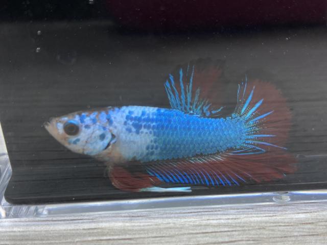 ベタ プラカット マルチカラー系