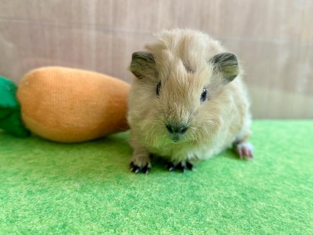 テディロシアンスモークモルモット