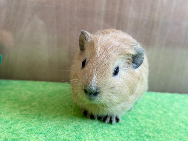 ロシアンスモークモルモット