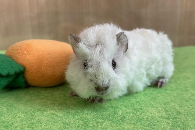 テディロシアンモルモット