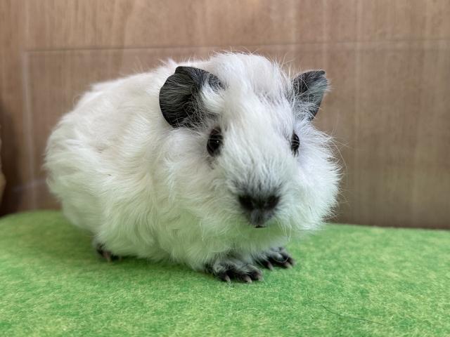 モルモット テディロシアンスモークモルモット