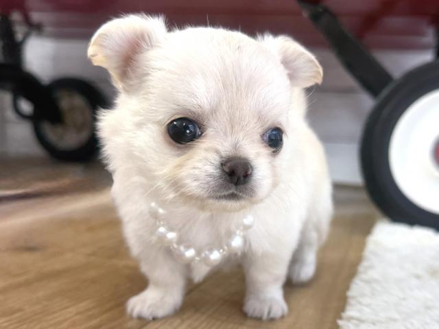 チワワ（ロングコート）