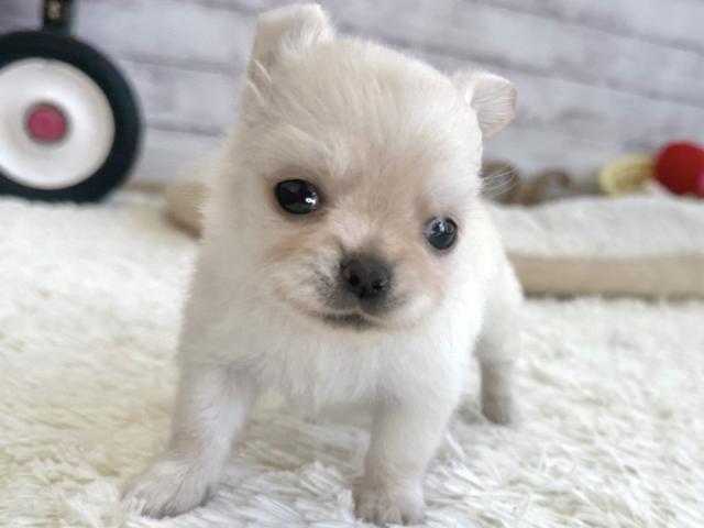 チワワ（ロングコート）