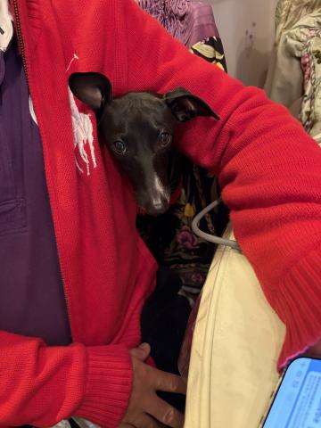 イタリアングレーハウンド