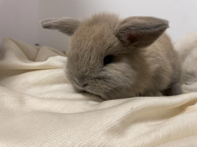 ホーランドロップ