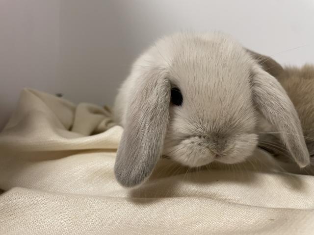 ホーランドロップ