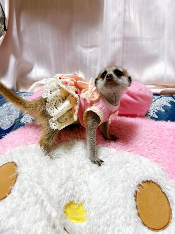 ミーアキャット