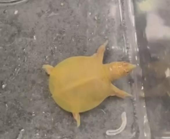 アルビノスッポン