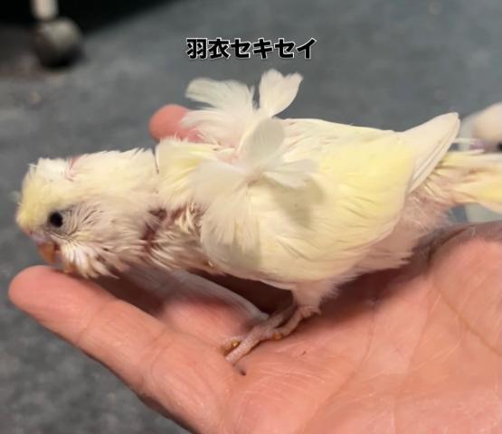 羽衣セキセイインコ　クリーム色　黒目