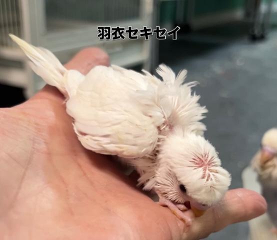 羽衣セキセイインコ 白色 黒目
