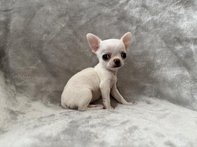 チワワ（スムースコート）