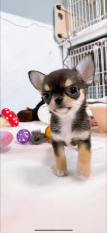 チワワ（スムースコート）