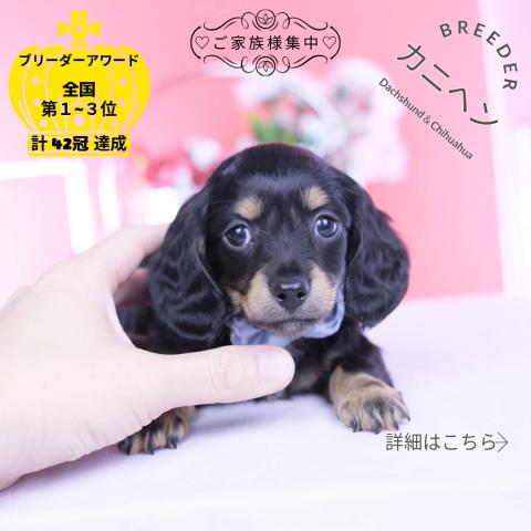 カニヘンダックスフンド　ロング