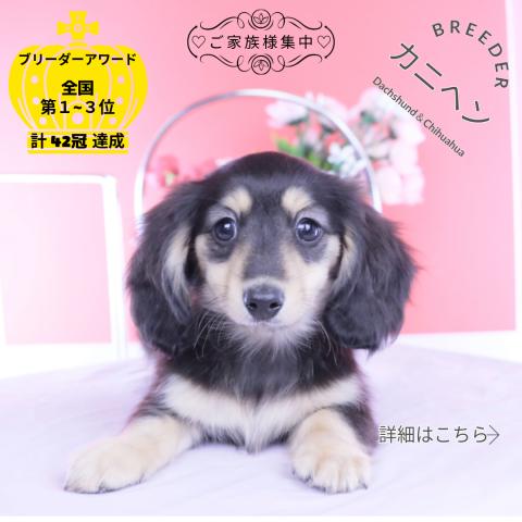 カニヘンダックスフンド　ロング