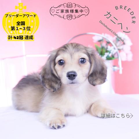 カニヘンダックスフンド　ロング