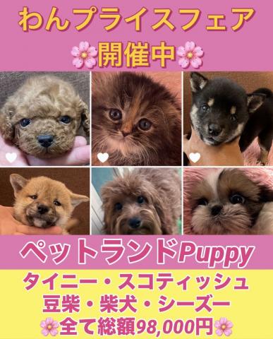 💕ペットランドPuppy💕ブリーダー直販店💕