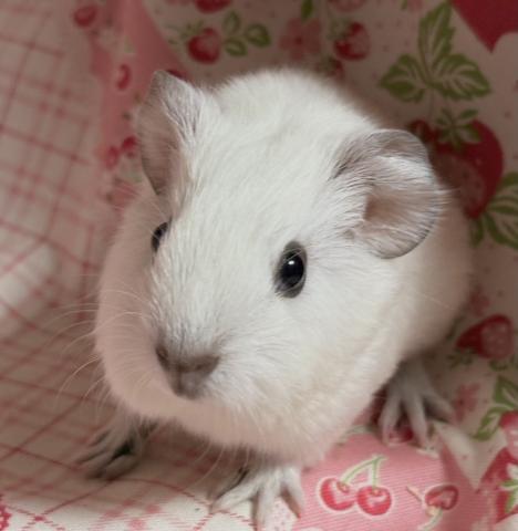 ロシアン(スモーク検証中)モルモット