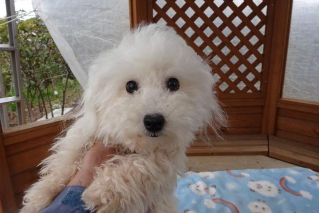 ビションフリーゼ