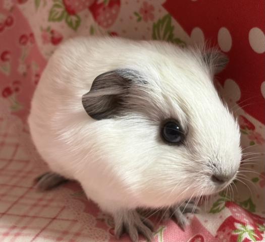 ロシアンスモークモルモット