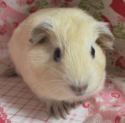 ロシアン(スモーク検証中)モルモット(クリーム)