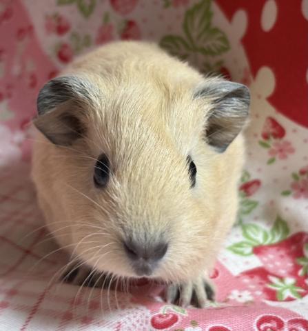 ロシアンスモークモルモット(クリーム)