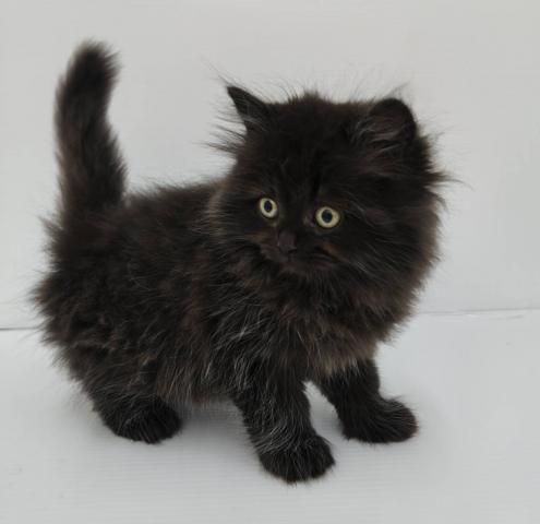 スコティッシュフォールド