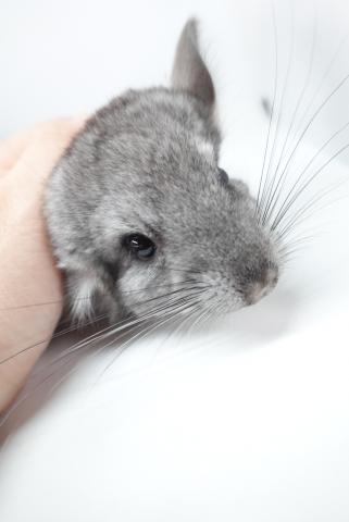 チンチラ(スタンダードグレー)