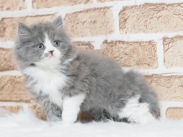 スコティッシュフォールド