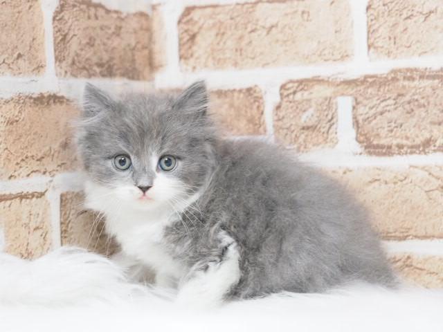 スコティッシュフォールド