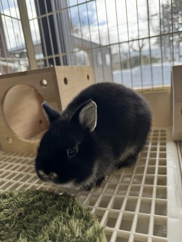 ネザーランドドワーフ