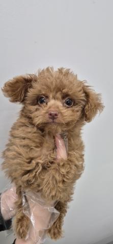 トイプードル×チワワ