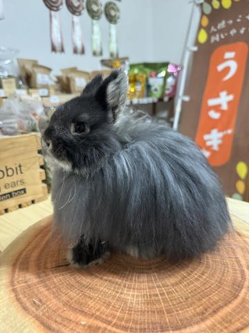 ネザーランドドワーフ