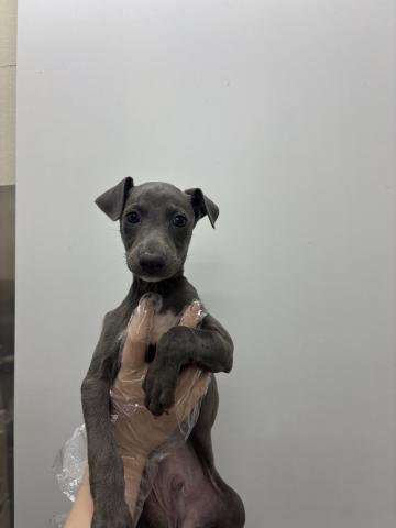 イタリアングレーハウンド