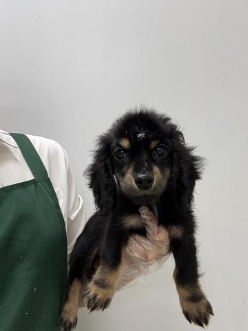 ミニチュアダックスフンド