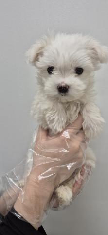 マルチーズ×トイプードル