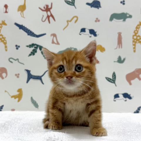 アメリカンショートヘアー