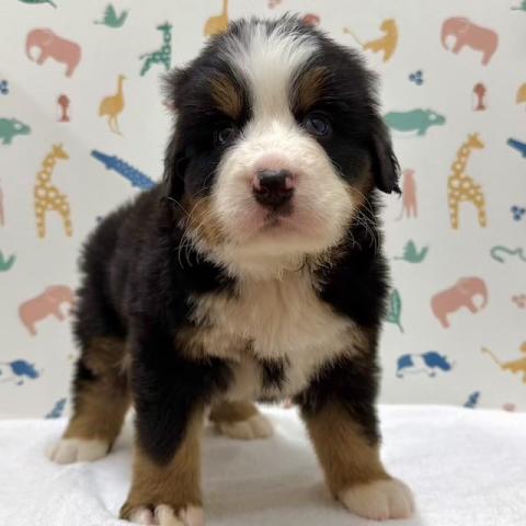 バーニーズマウンテンドッグ