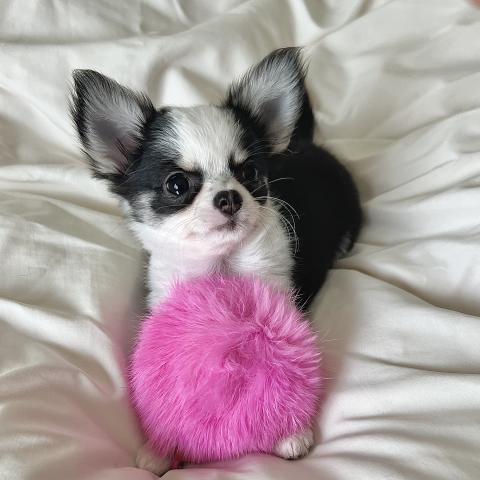 チワワ(ロングコート)