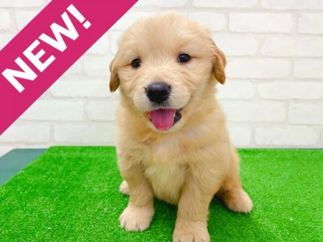 ゴールデンレトリーバー