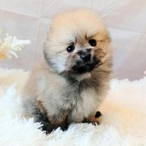 ポメラニアン