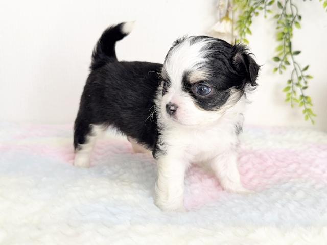 チワワ（ロングコート）