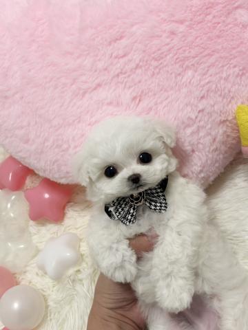 ビションフリーゼ🫧‪ミニビション🫧