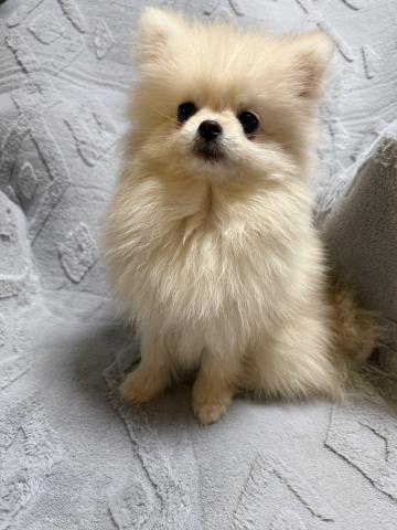 ポメラニアン
