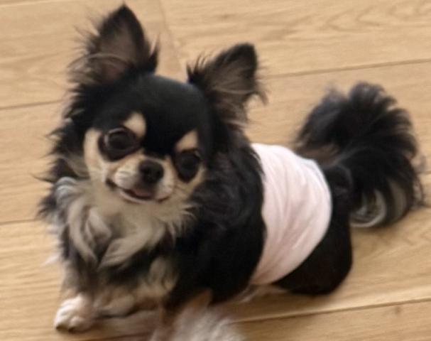 チワワ（ロングコート）