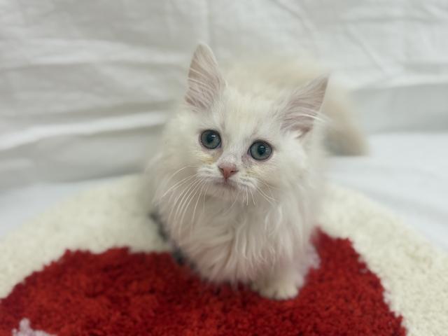 ミヌエット（旧ナポレオン）