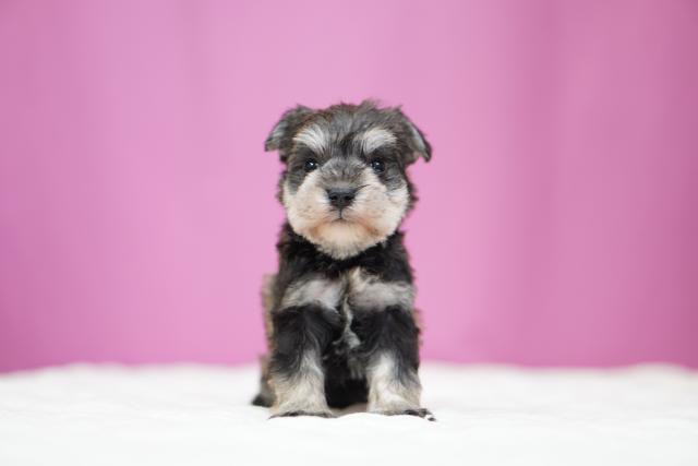 ミニチュアシュナウザー